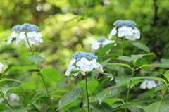 紫陽花2016-1