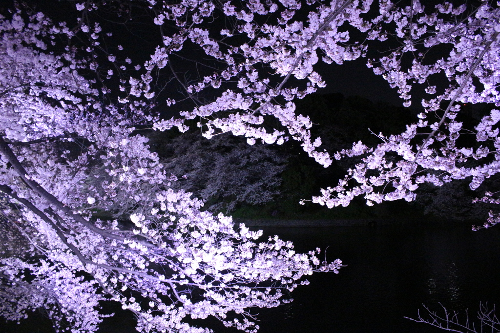 夜桜2015-2