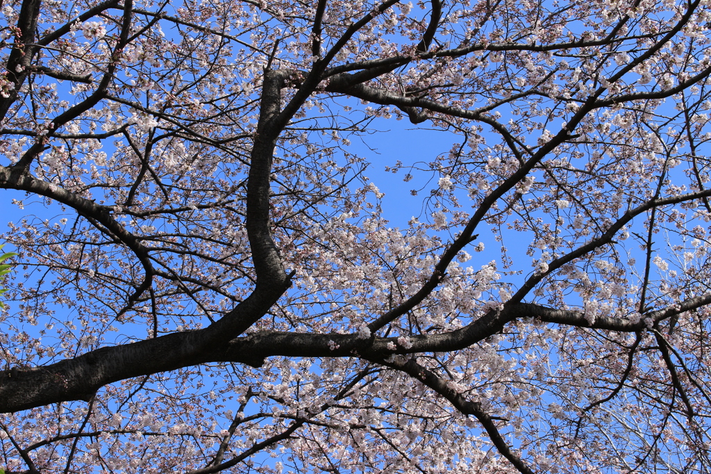 Sakura 2015-1