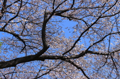 Sakura 2015-1