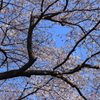 Sakura 2015-1