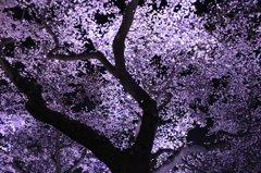 夜桜2015-3