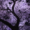 夜桜2015-3