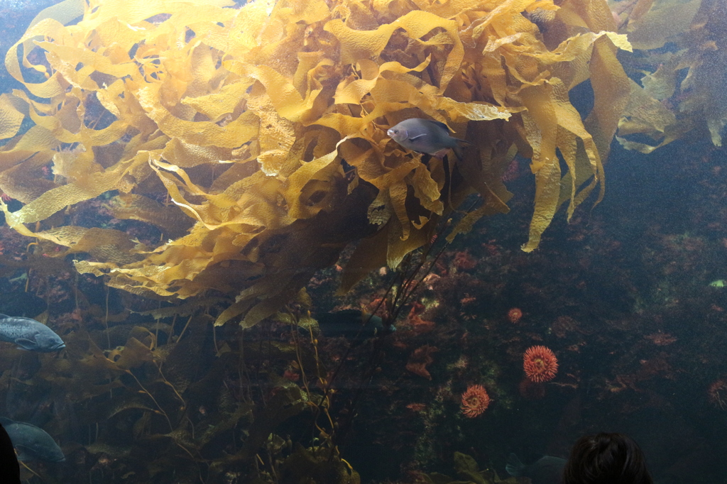葛西臨海公園　水族園-4