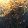 葛西臨海公園　水族園-4