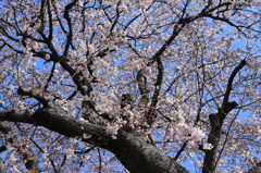 sakura 2015-4
