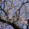 sakura 2015-4
