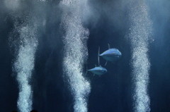 葛西臨海公園　水族園-3