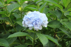 紫陽花2016-2