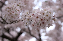 Sakura 2016-2