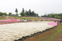 芝桜-1