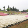 芝桜-1