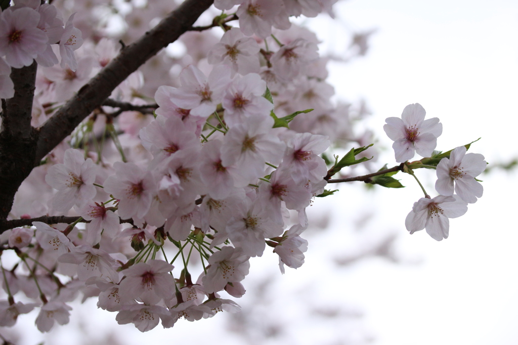 Sakura　2016-3