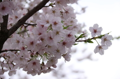 Sakura　2016-3