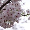 Sakura　2016-3