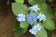 紫陽花2016-3