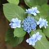 紫陽花2016-3