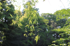 木漏れ日