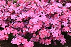 芝桜-6