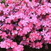 芝桜-6