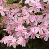 芝桜-5