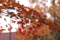 Autum　Leaves