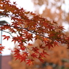 Autum　Leaves