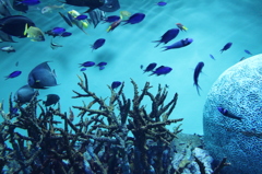 葛西臨海公園　水族園-2