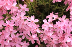 芝桜-4