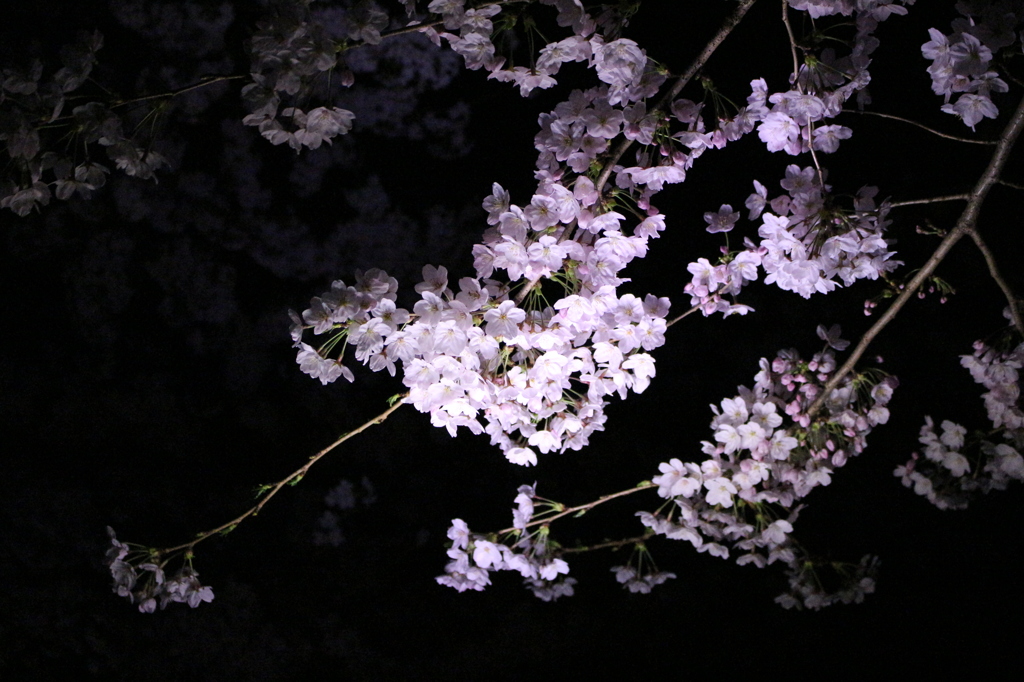 夜桜2015-1