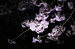夜桜2015-1