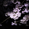 夜桜2015-1