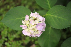 紫陽花2016-5