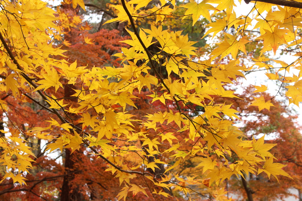 Autum Leaves