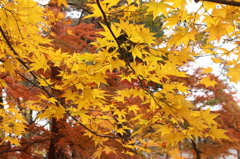 Autum Leaves