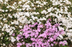 芝桜-3