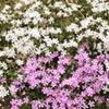 芝桜-3
