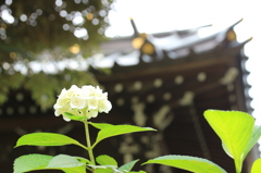 紫陽花2016-7