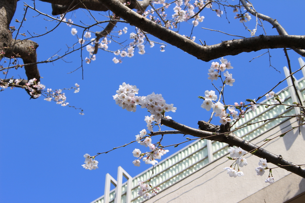 sakura 2015-3