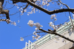 sakura 2015-3