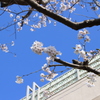 sakura 2015-3