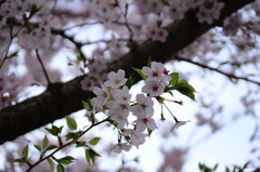 Sakura 2016-1
