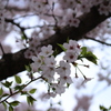 Sakura 2016-1