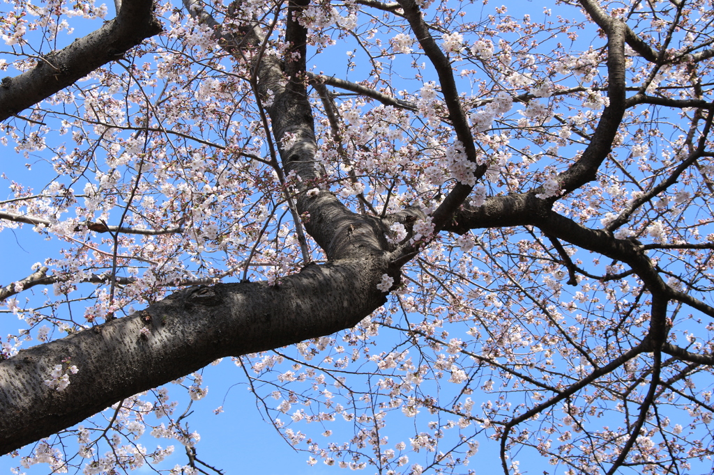 sakura 2015-2