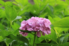 紫陽花2016-8