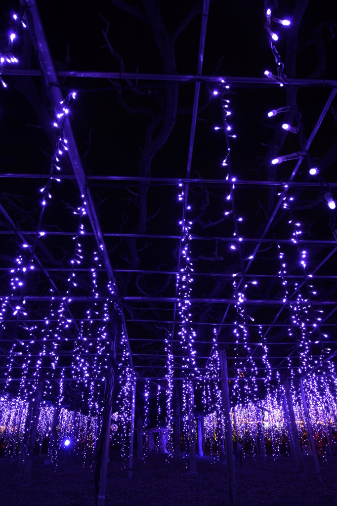 咲くＬＥＤ