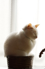ジャストフィット？