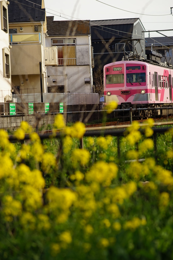 菜の花と一緒に