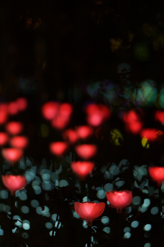ＬＥＤ　Ｒose 