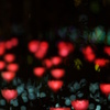 ＬＥＤ　Ｒose 